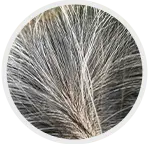 Greying Hair